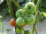 DSC04521.JPG