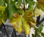feuille jaune gros plan