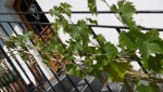 jeunes feuilles