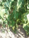 tomates.JPG