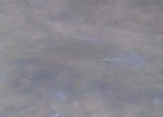 DSCF2575.jpg