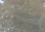 DSCF2580.jpg