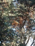 IMG_20130720_085934.jpg