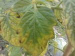 WP_001200 V2.jpg