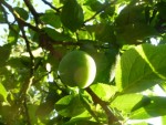 ... et voici le fruit (reine-claude?) - très sucré et délicieux!