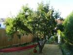 Voici l'arbre...