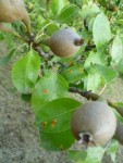 ... et voici les fruits (petits et acidulés - pas terribles).