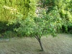 Voici l'arbre...