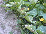 courges !c'est pas une maladie juste brulées par le mistral