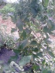 tomate2.jpg