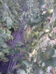 tomates.jpg