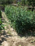 TOMATES2.jpg