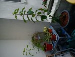 DSC00365.JPG