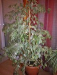ficus.jpg