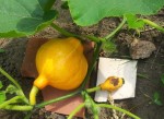 20130723_120414.jpg