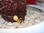 champignons jaune