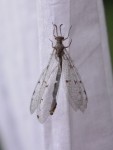IMGP5825-001.jpg