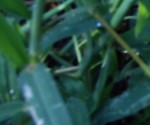 mauvaises herbes 079.JPG
