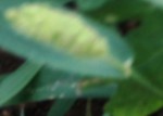 mauvaises herbes 082.JPG