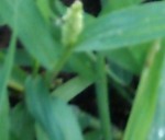 mauvaises herbes 083.JPG