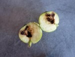 IMG_0419 pomme coupee.jpg