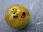 IMG_0422 pomme.jpg
