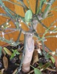 IMG_0100.jpg