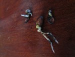 achille_ulysse tu m'avait male compris je parler de les racine en disant qu'elle fesaient 3 cm de long mais c'est pas grave sa arrive :D