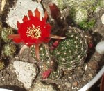 cactus-fleur-rouge.jpg
