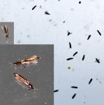 INSECTE.jpg