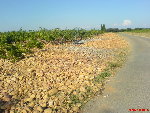 plateau de Lirac