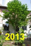 2013