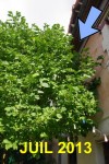 les branches sont contre le mur