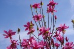 a la floraison vue d'une fenetre