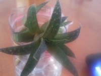 orchid11.jpg