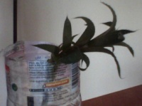 orchid10.jpg