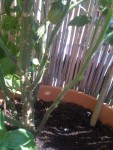 Pied du plant de San Marzano, 6 branches sur 30 cm environ