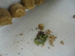 DSC03241.JPG