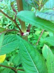 IMG_3256.jpg