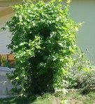 Vigne vue de côté.jpg