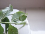 chenilles vertes
