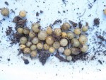 Petits oeufs retrouvés dans la terre de mon rosier