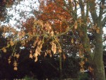 branchages de l'érable mort