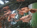 feuilles de l'érable mort
