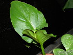 DSC02489.JPG