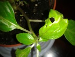 2013-08-01 18.50.37.jpg