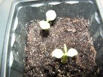 semis d adenium