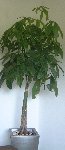 DSCF0015.JPG