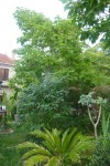 catalpa.jpg