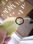feuille ficus.jpg
